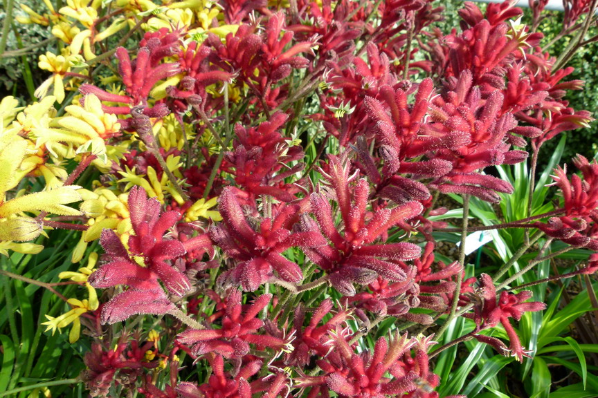 ANIGOZANTHOS Ruby Velvet