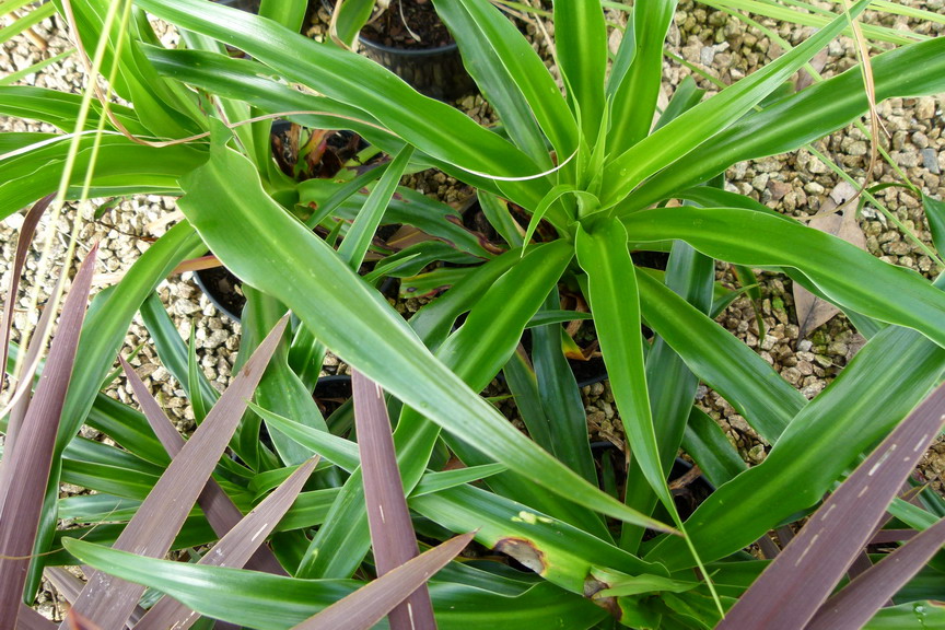 BESCHORNERIA albiflora