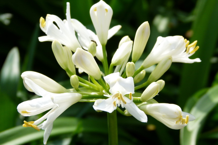 AGAPANTHUS thumbelina blanche