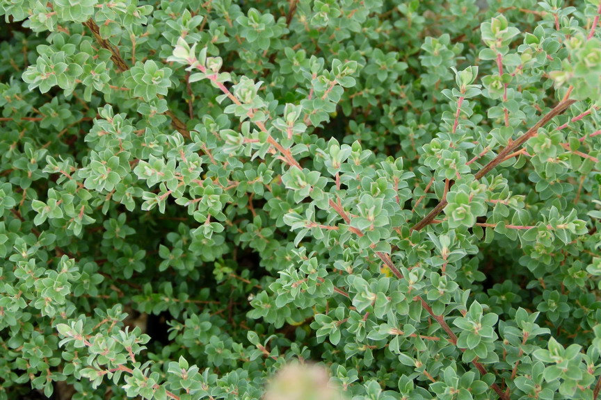LEPTOSPERMUM Karo Silver Ice