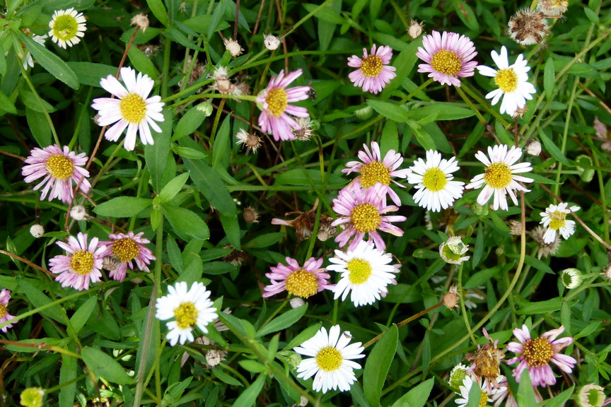 ERIGERON karvinskianus