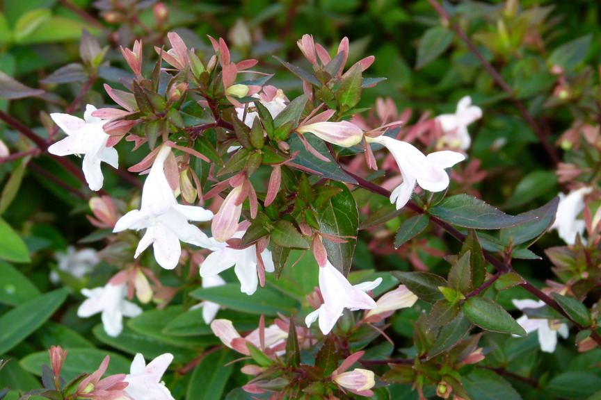 ABELIA x.grandiflora Sherwood : floraison estivale. Nº3426