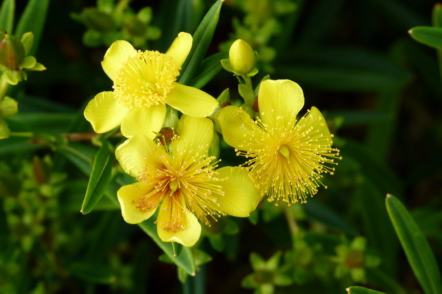 HYPERICUM erectum Gemo