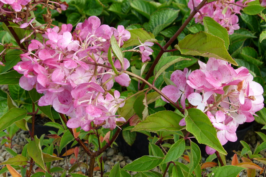 HYDRANGEA paniculata Vanille Fraise ® : floraison estivale. Nº3428