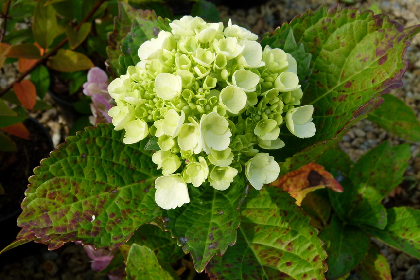 HYDRANGEA macrophylla Madame Emile Mouillère : floraison estivale. Nº3431