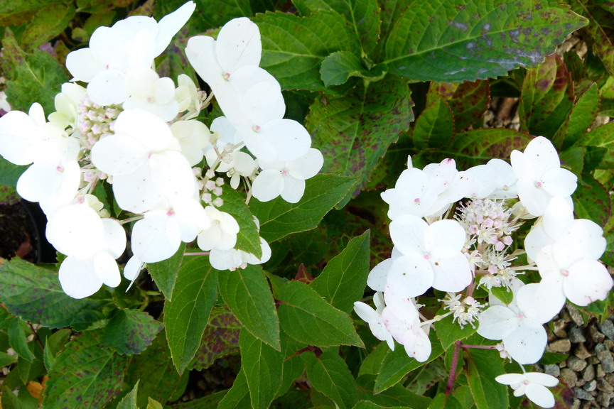 HYDRANGEA paniculata Unique
