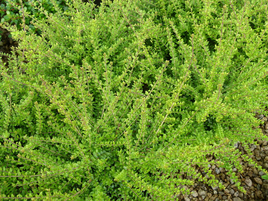 LONICERA nitida Red Tip