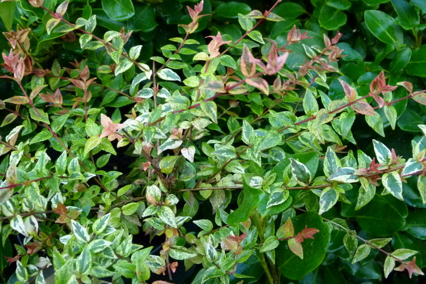 ABELIA X.grandiflora Mardi Gras ®