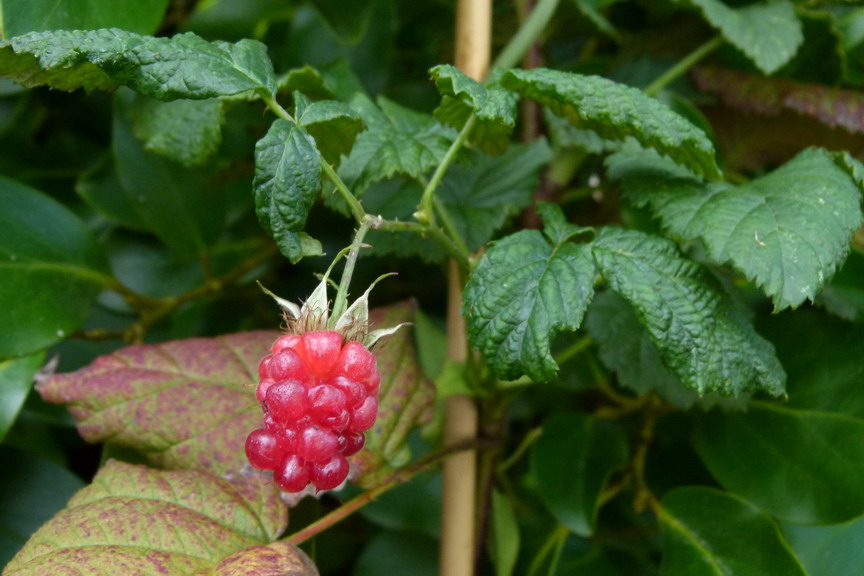 MURE géante Tayberry