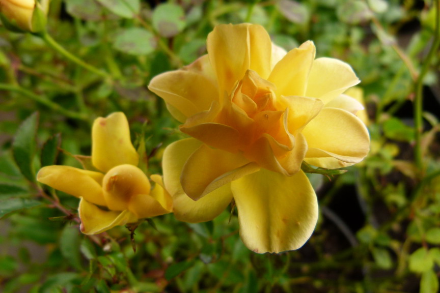ROSA Yellow Fairy ®