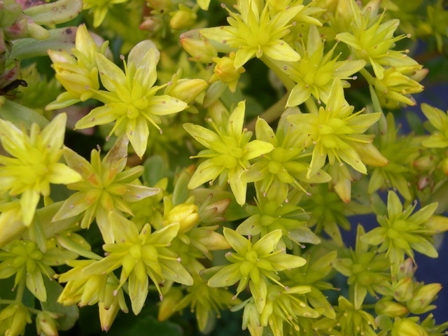 SEDUM immergrunchen