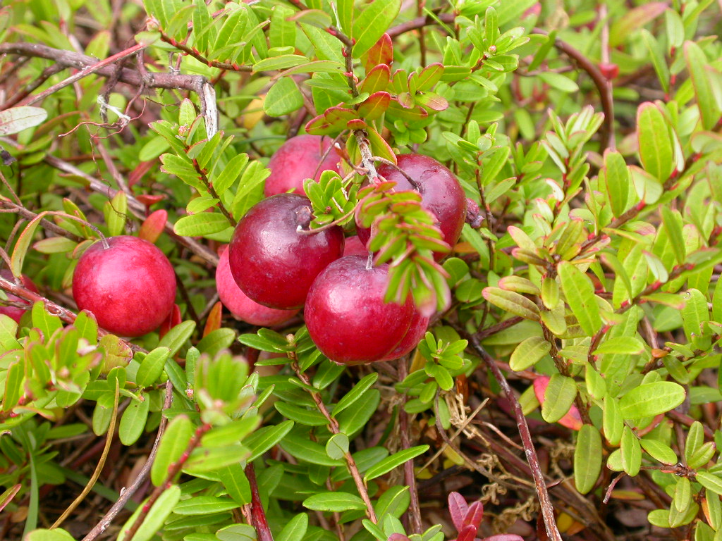 VACCINIUM macrocarpon Pilgrim