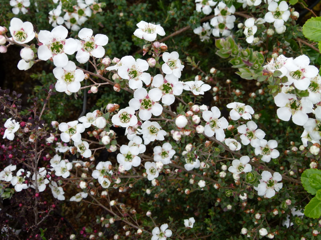 LEPTOSPERMUM Karo Silver Ice