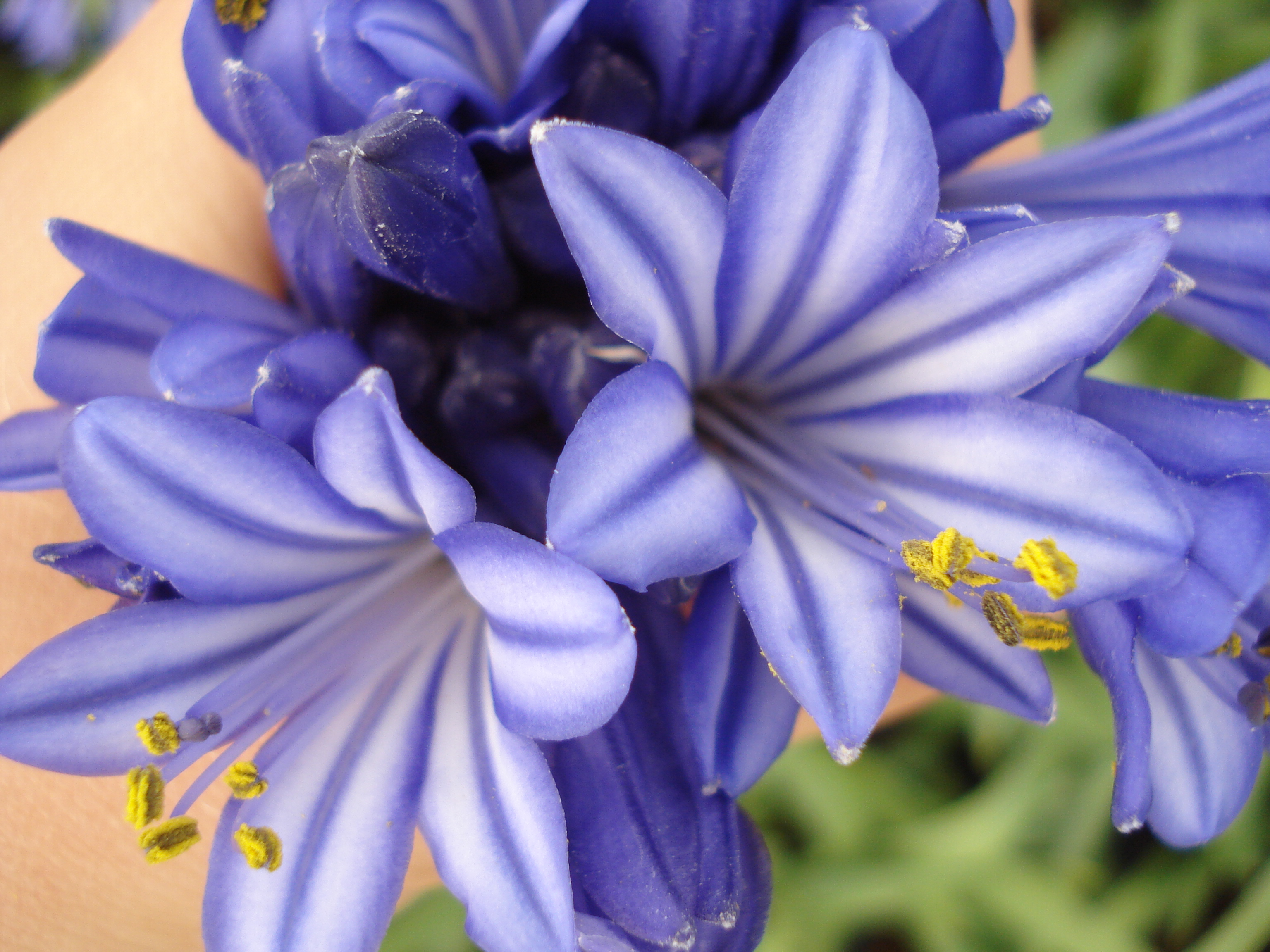 AGAPANTHUS umbellatus Purple Cloud