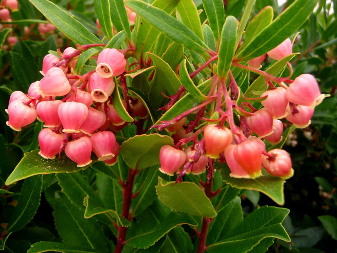 ARBUTUS unedo Rubra Sélection