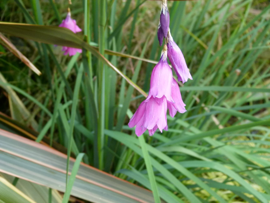 DIERAMA pendula