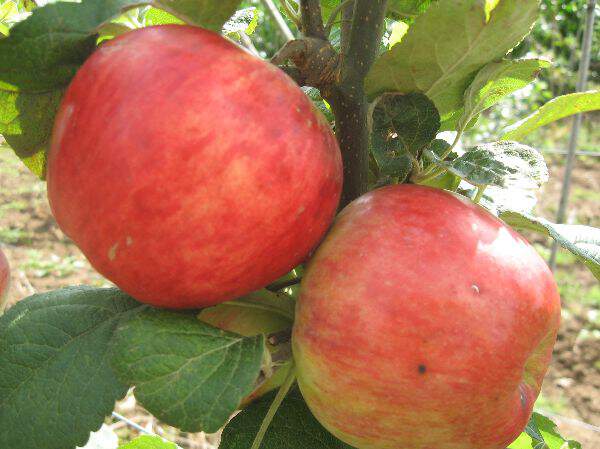 POMMIER Astrakan rouge