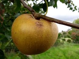 POMMIER Reinette du Mans