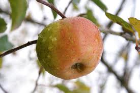 POMMIER Reinette d'Armorique