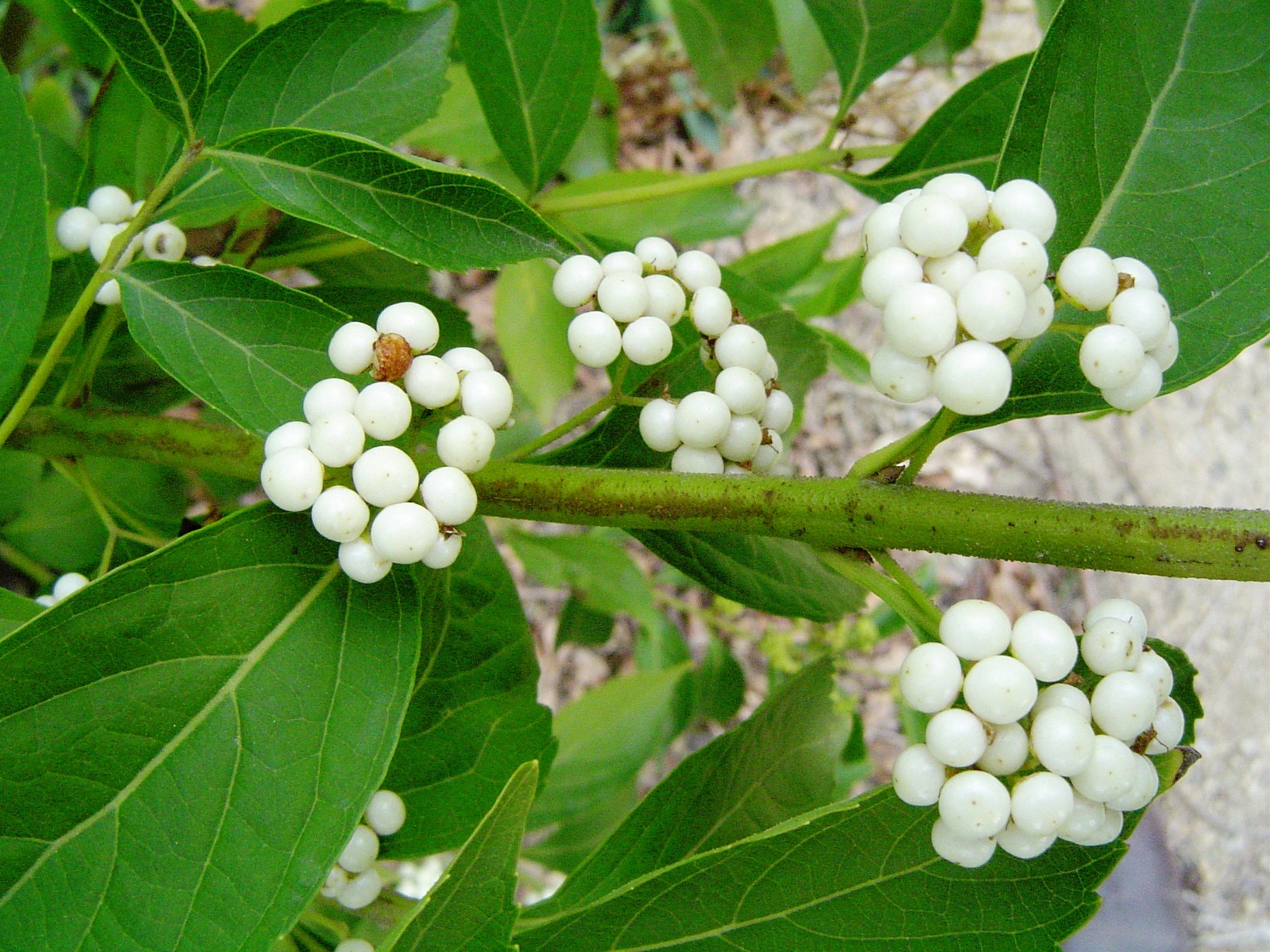 CALLICARPA Duo Issai et Albibacca