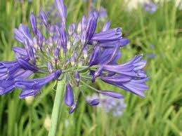 AGAPANTHUS timaru