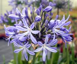 AGAPANTHUS Vallée de l'Authion