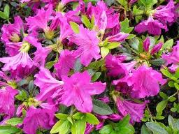 AZALEA japonaise Blue Danube