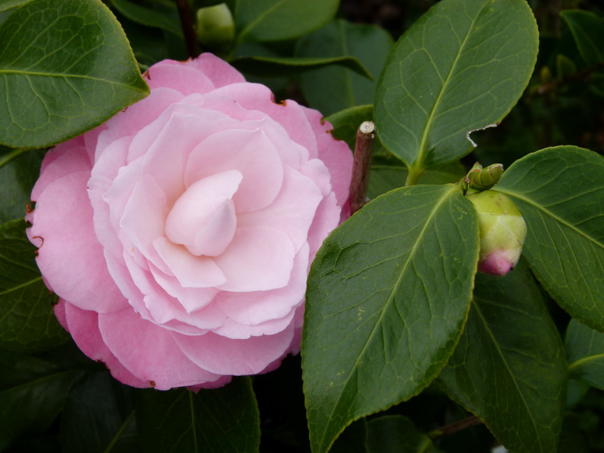 CAMELLIA japonica Berenice Perfection