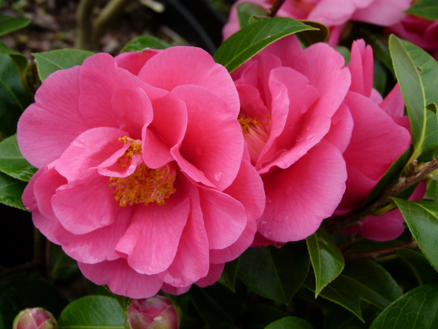 CAMELLIA hybride Blue Danube