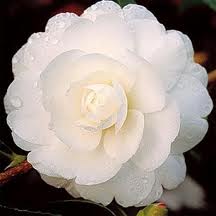 CAMELLIA sasanqua Early Pearly