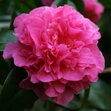 CAMELLIA japonica Kumasaka