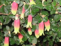 CORREA lauwrenceana Marian's Marvel