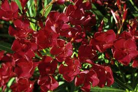 NERIUM oleander Scarlet Beauty