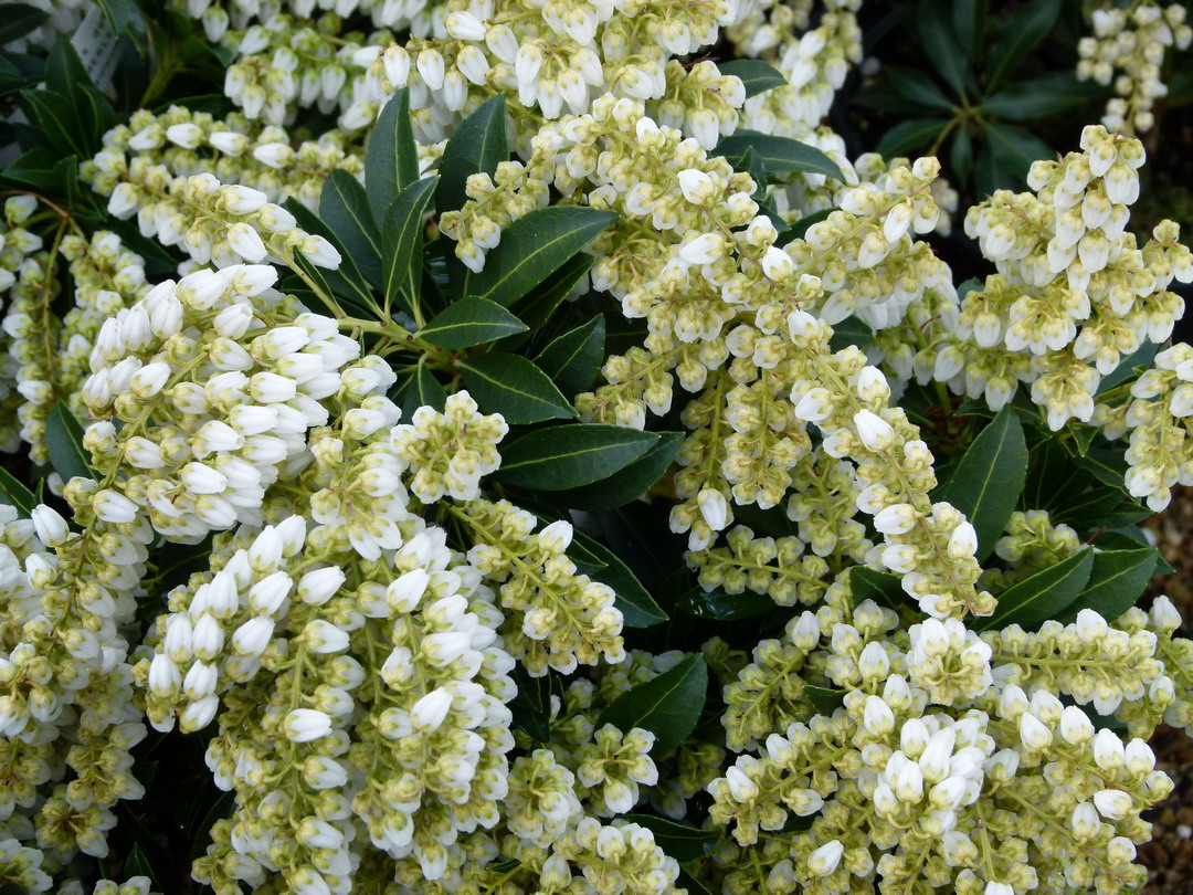 PIERIS japonica Gavotte