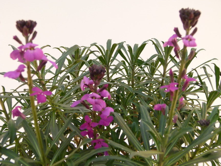 PIERIS japonica Shojo
