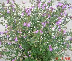 PROSTANTHERA La Provence ®