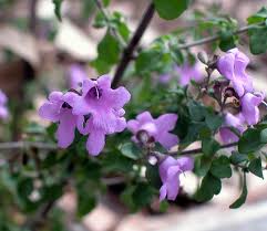 PROSTANTHERA rotundifolia