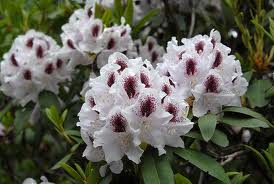 RHODODENDRON hybride Calsap