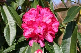 RHODODENDRON hybride Fenbeyum