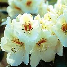 RHODODENDRON hybride Phillis Korn