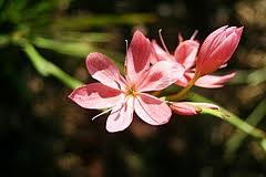 SCHIZOSTYLIS coccinea Miss Hegarty Rose
