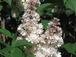 SYRINGA vulgaris Belle de Moscou