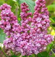 SYRINGA vulgaris Kindy Rose ®