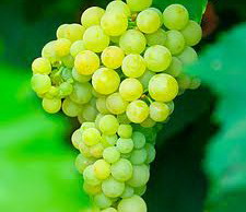 VIGNE Perlette