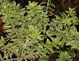 WESTRINGIA fruticosa Variegata