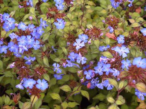 CERATOSTIGMA willmottianum Sélection