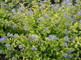 CARYOPTERIS incana Sunshine Blue ®