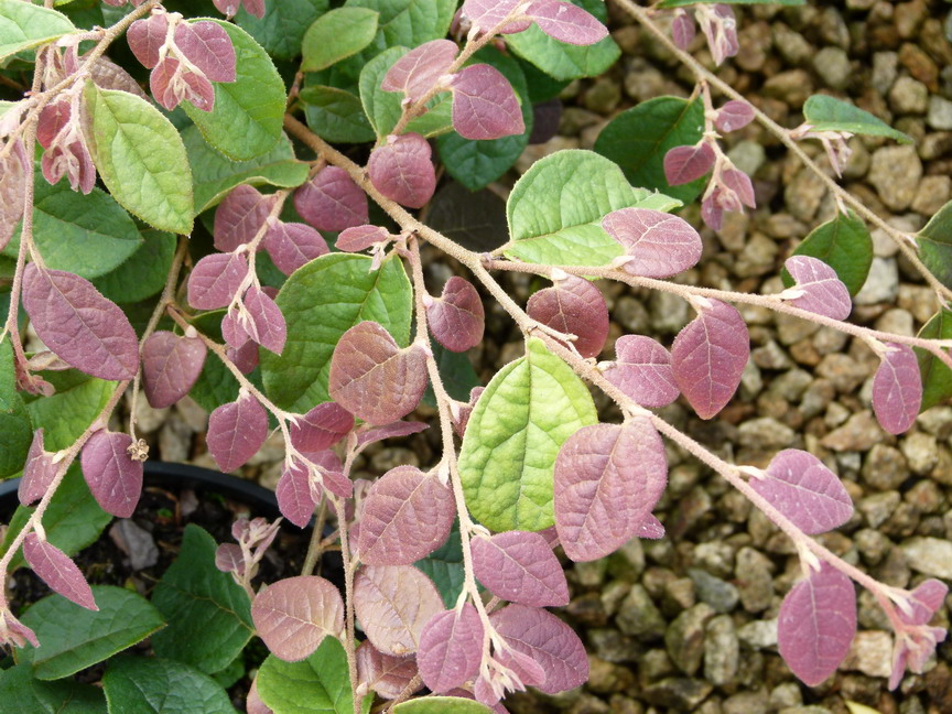 LOROPETALUM chinense Burgundy