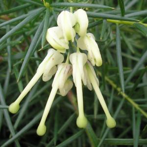 GREVILLEA gracilis Alba