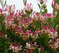 LONICERA periclymenum Caprilia Imperial ®